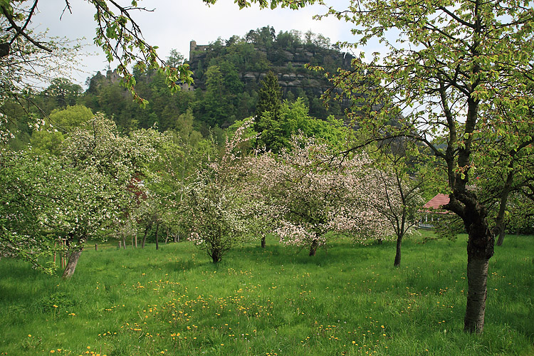 Die Streuobstwiese - in Sachsen ein geschütztes Biotop